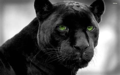 Black Panther Blue Eyes Wallpaper (60+ images)