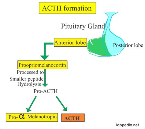 ACTH (Adrenocorticotropic Hormone), Cushing’s Syndrome – Labpedia.net