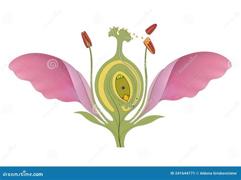 Pollination is the Act of Transferring Pollen Grains from the Male ...