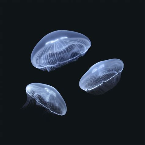 1 Large + 2 Medium Moon Jellyfish — Sunset Marine Labs - Live Jellyfish ...