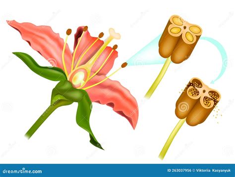 Stem Flower Cross Section Anatomy of Plant. Sexual Reproduction in ...