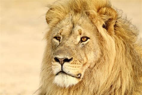 Enhancing Lion Protection in Southern Kenya | Lion Recovery Fund