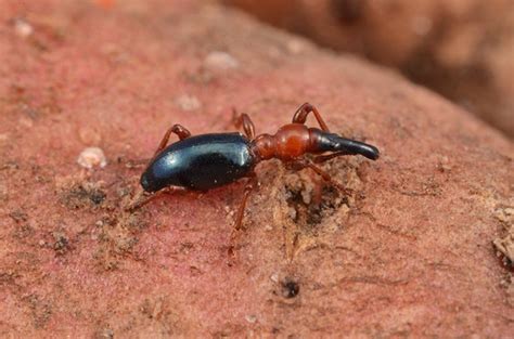 Dealing with the Sweetpotato Weevil | Panhandle Agriculture