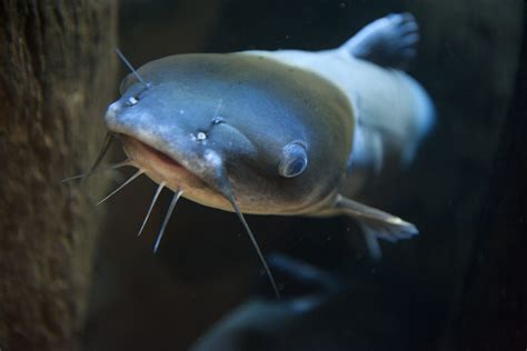 Incubating and Hatching Catfish Eggs in McDonald Jars - Alabama ...