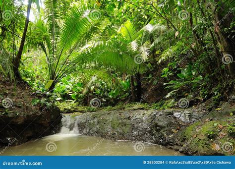 Wild Colombian Darien Jungle Stock Images - Image: 28803284