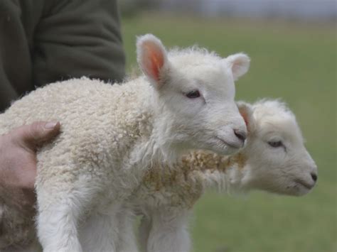 British Wool: From lambswool to yarn