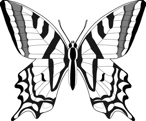 Free Black And White Butterfly, Download Free Black And White Butterfly ...