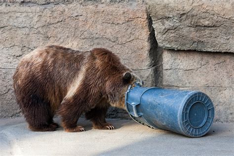 5 Best Bearproof Garbage Cans to Keep Wildlife Away in 2022 – SPY