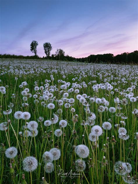 Dandelion Field Wallpaper