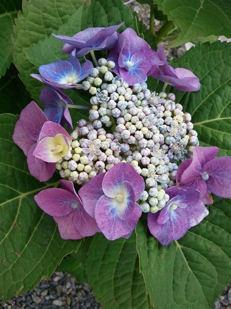 Pin by Rebecca Roush on Flowers Plants for my gardens | Hydrangea ...