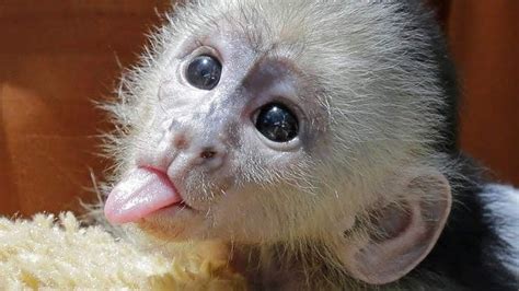 Funny Monkey Pictures, Baby Animals Pictures, Cute Animal Pictures ...