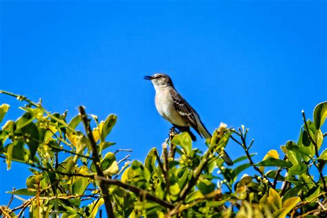 Singing Mockingbird | Found this singing mockingbird in to o… | Flickr