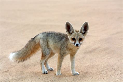 What Animals Live In The Sahara Desert? - WorldAtlas