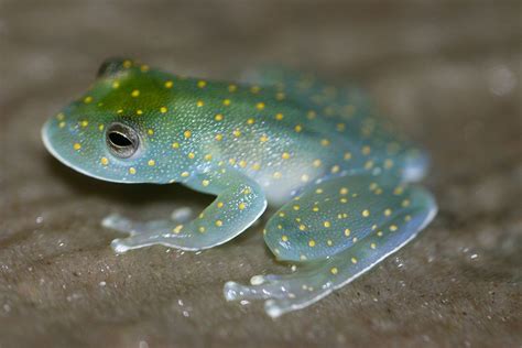 15 facts about Glass frogs | FactInformer