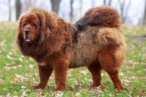 Tibetan Mastiff For Sale - PetsForHomes