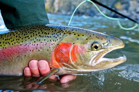 STEELHEAD TROUT FISHING ON THE RUSSIAN RIVER