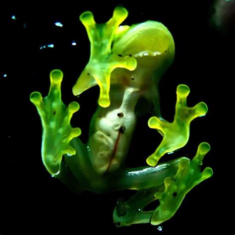 Guide: Glass Frogs (Surprising Facts)