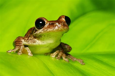 In Frogs, Early Activity of Gut Microbiome Shapes Later Health - UConn ...