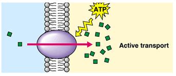 Active transport - Biology Notes for IGCSE 2014