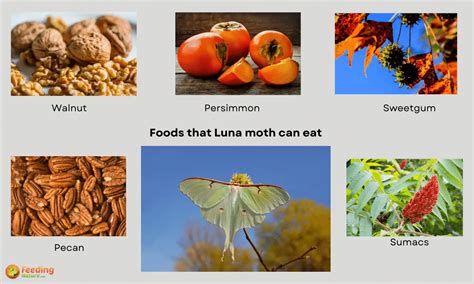 What do Luna moths eat? A Complete Guide - Feeding Nature