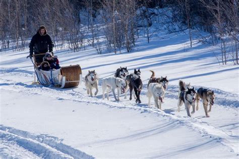 Vous pouvez maintenant essayer du traîneau à chiens au Parc Jean ...