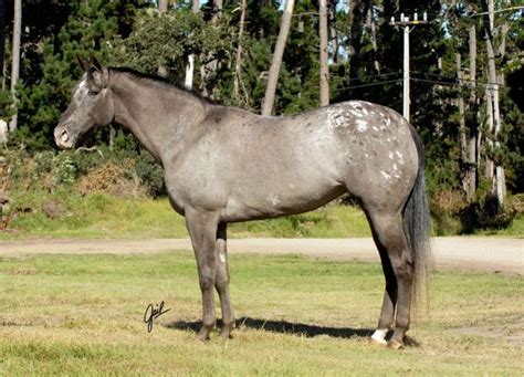 frosted blanket appaloosa | Found on horsegroomingsupplies.com | horses ...