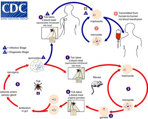 CDC - DPDx - Babesiosis