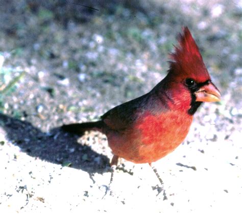 NORTHERN CARDINAL | The Texas Breeding Bird Atlas