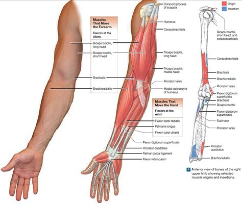 Muscle Anatomy - Skeletal Muscles - Groin Muscles - Calf Muscles