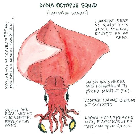 Anatomy Of An Octopus - Anatomy Book