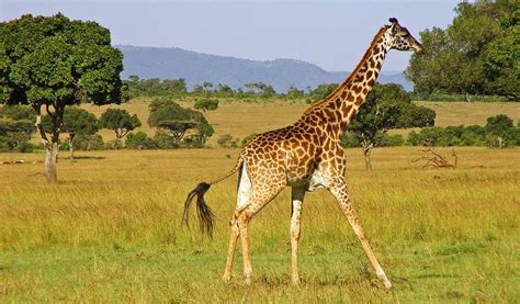 Giraffe - Top Facts, Sounds, Diet & Habitat Information