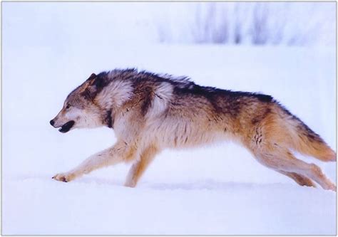 Wolves_photos_066-(1212x854).jpg (JPEG Image, 1212x854 pixels) | Wolf ...