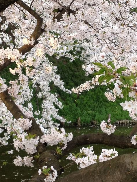 When I visited Hirosaki in Aomori, Japan, sakuras (cherry blossoms) are ...