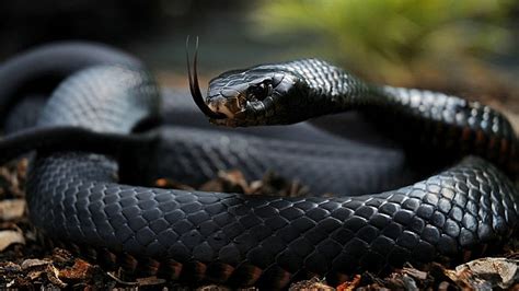 Black Mamba, Black, snake, Mamba, animal, HD wallpaper | Peakpx