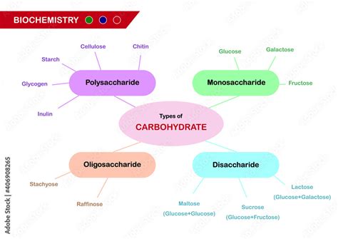 Biochemistry diagram present types of carbohydrate Stock Vector | Adobe ...