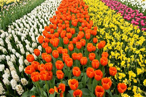 A Rainbow of Flowers - The Most Popular Flowers by Color - Flower ...