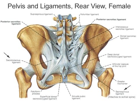 Pelvis Anatomy - Recon - Orthobullets