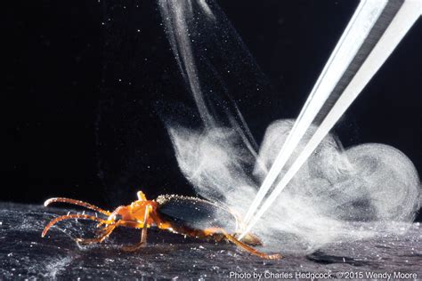 How some beetles produce a scalding defensive spray | MIT News ...