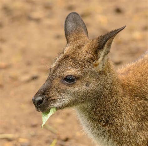 Kangaroo Eating Grass Stock Photos - Download 532 Royalty Free Photos