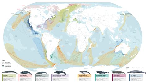 Map of whale migration ‘highways’ could help save them – The Viking Ship