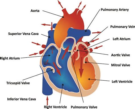 Pulmonary Artery In Heart