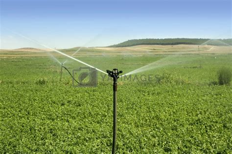 Irrigation vegetables field with sprinkler by lunamarina Vectors ...