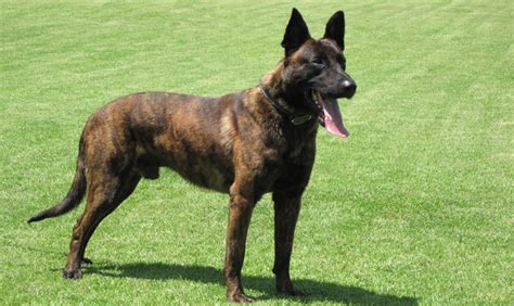 Top 10 Best Police Dog Breeds - Top Ten