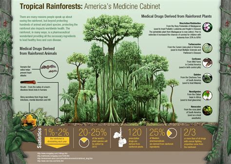 Tropical Rainforest Climate Description