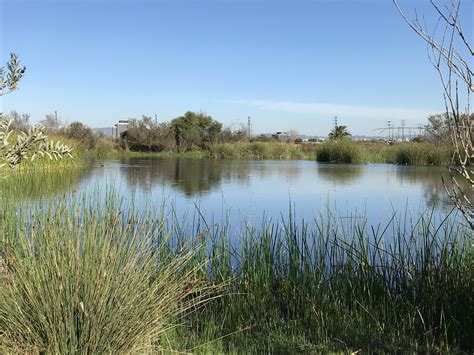 Freshwater Marsh Plants