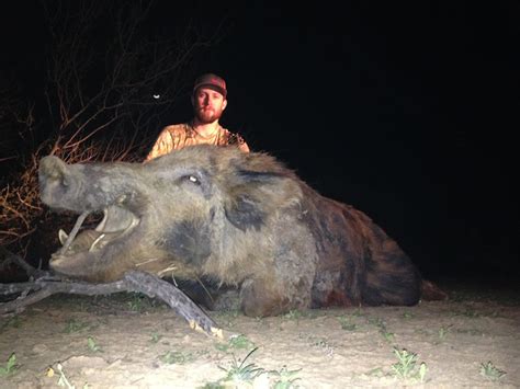 Trophy Wild Boar Hunt : Dan Moody Texas Hunting Guide Services