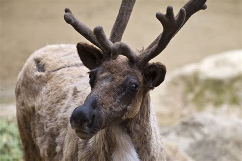 Male reindeer begin to grow antlers in February...