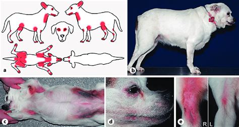 Canine atopic dermatitis. a Diagram showing the distribution of skin ...