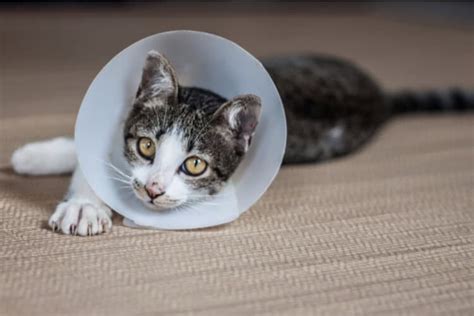 The 25 Best Cat Cone Collars - Cat Life Daily