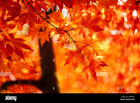 Japanese Fall Foliage Stock Photo - Alamy